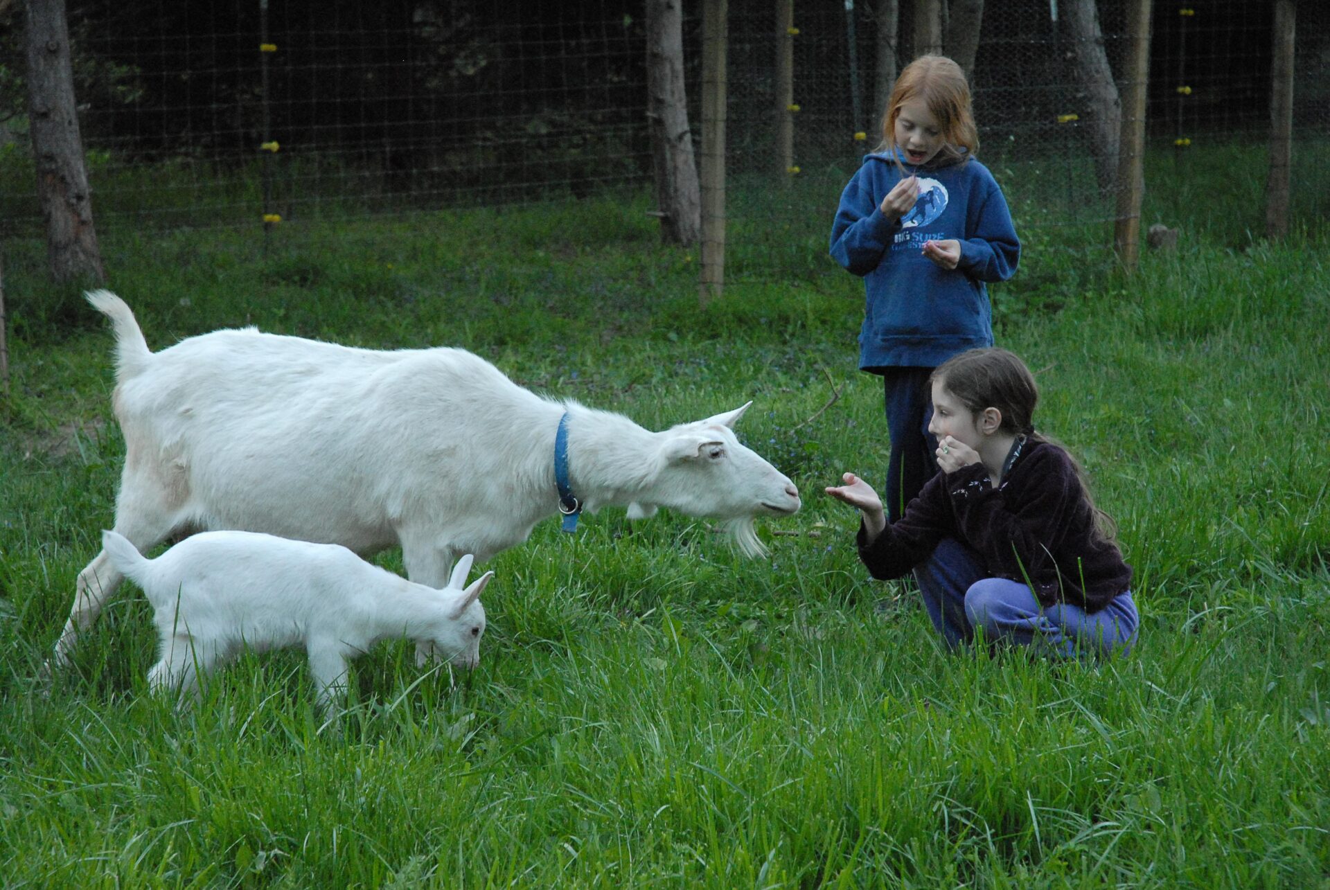 Goats-Emma-Elliot-Farm-Liberty-Indiana-2006 (15 of 18)