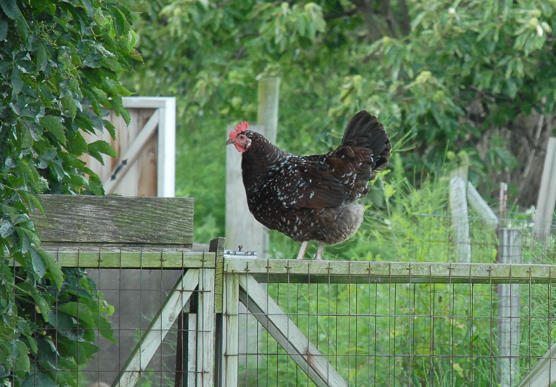 chickens, farm