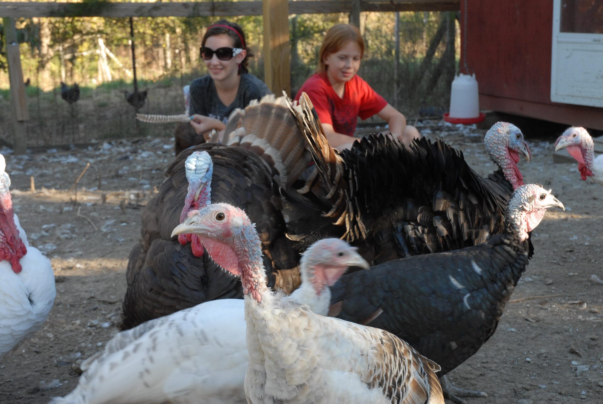 farm, turkeys
